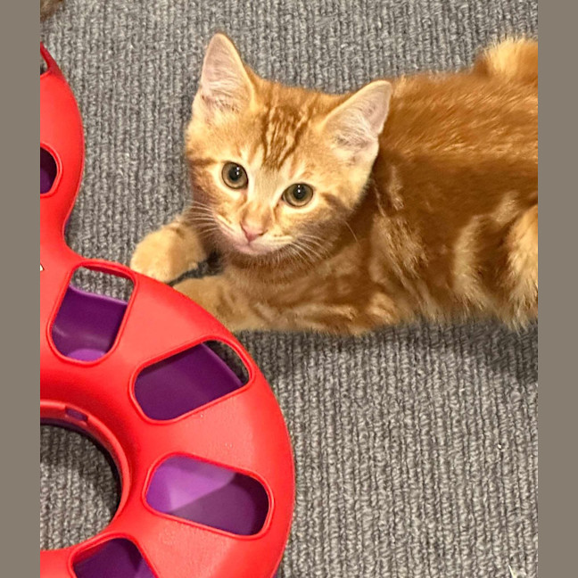 Photo of Bluey (Ginger)
