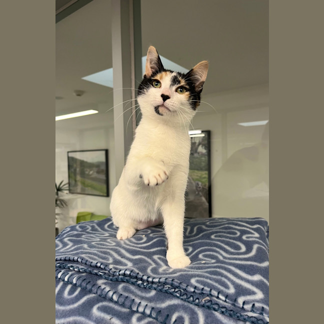 Photo of Syrah