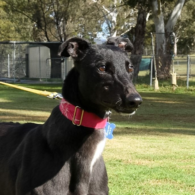 Photo of Chicane The Greyhound