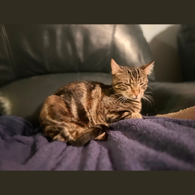 Photo of Tilly 