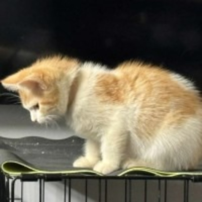 Photo of Copper ** 2nd Chance Cat Rescue**