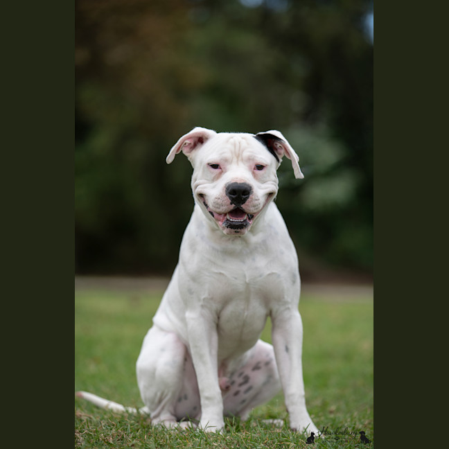 Photo of Diesel