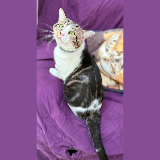 Photo of Whiskey (9028)