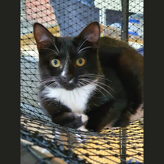 Photo of Christine  ** 2nd Chance Cat Rescue **