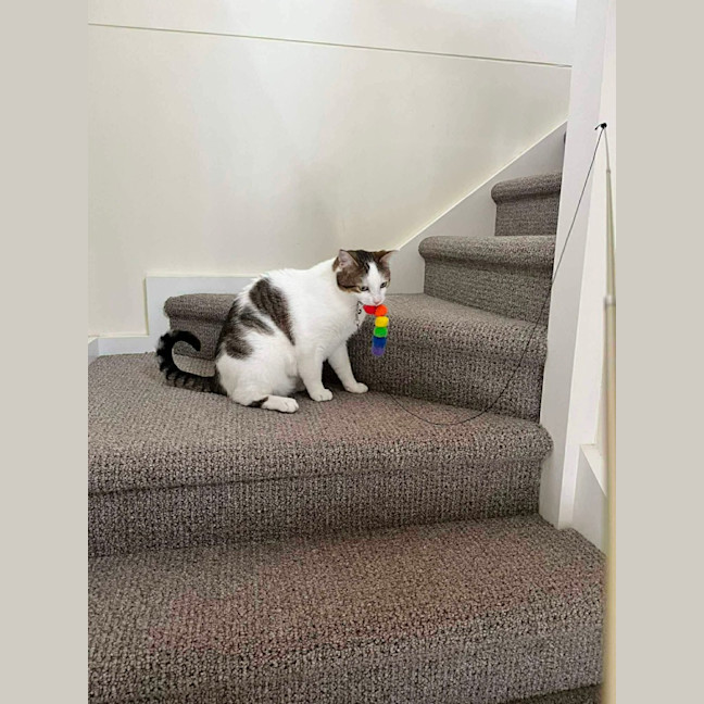 Photo of Chester   In Foster Care In Ashburton