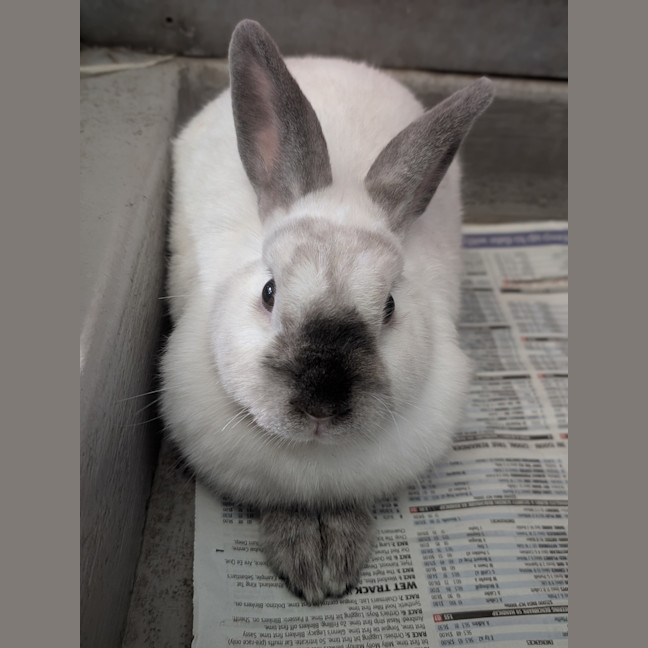 Photo of Muffin 