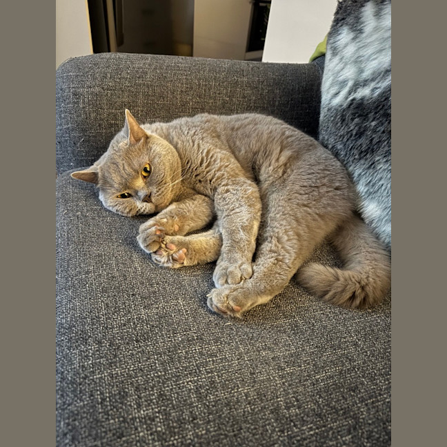 Photo of Bear