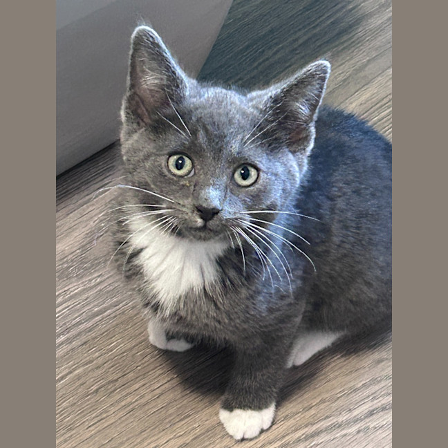 Photo of Blueberry