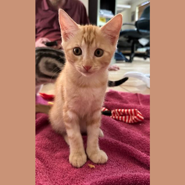 Photo of Ginger Megs