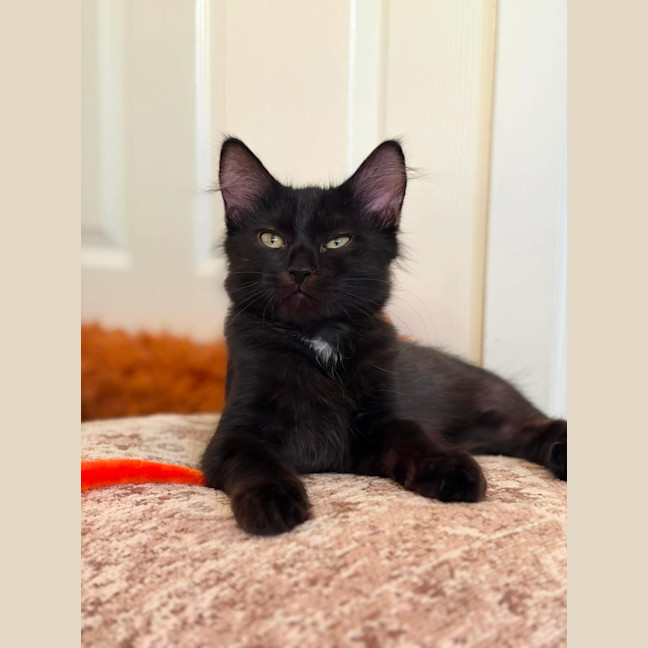 Photo of Tippa & Sooty   4 Month Old Domestic Short Hair