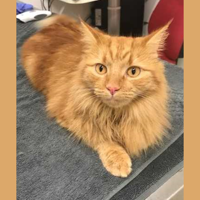 Photo of Gingie