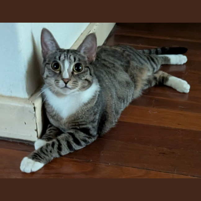 Photo of Dolly