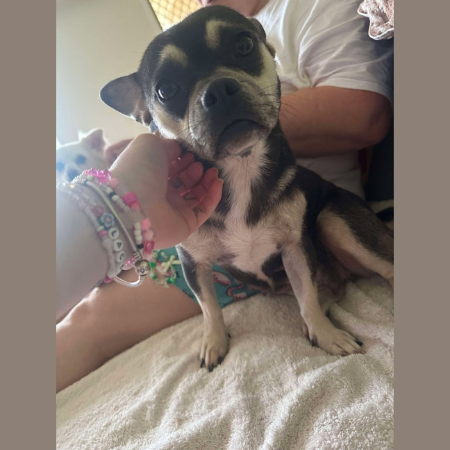Photo of Stella