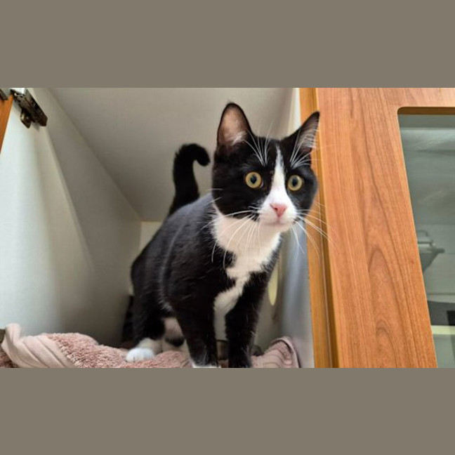 Photo of Pippa