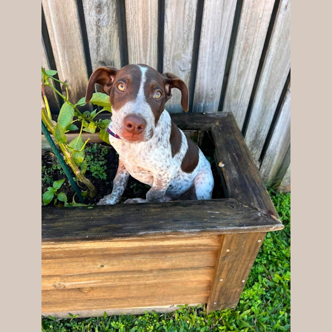 Photo of Banjo