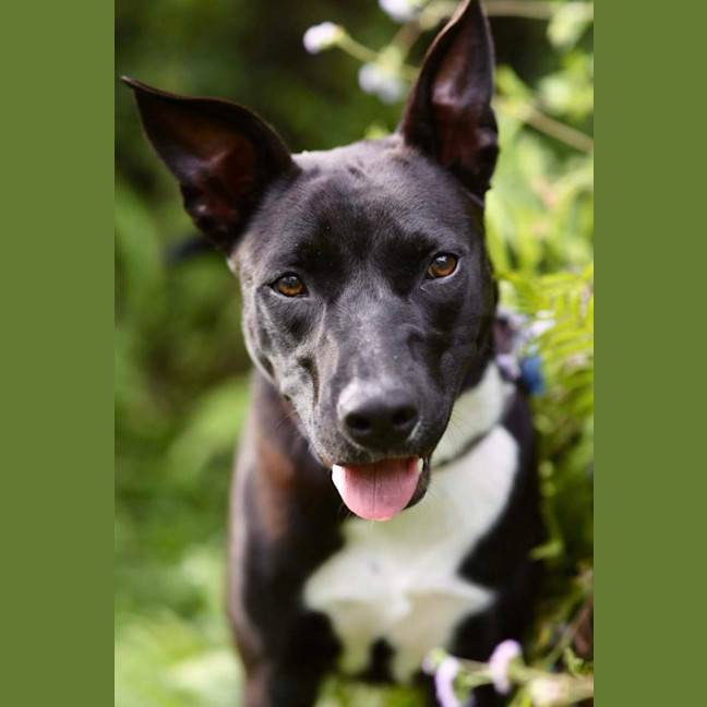 Photo of Krumb *$350 Adoption Fee*