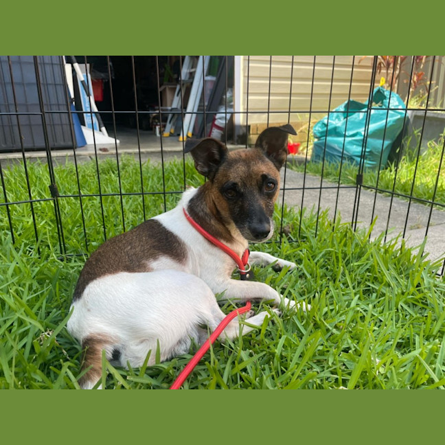 Photo of (Dot &) Dash