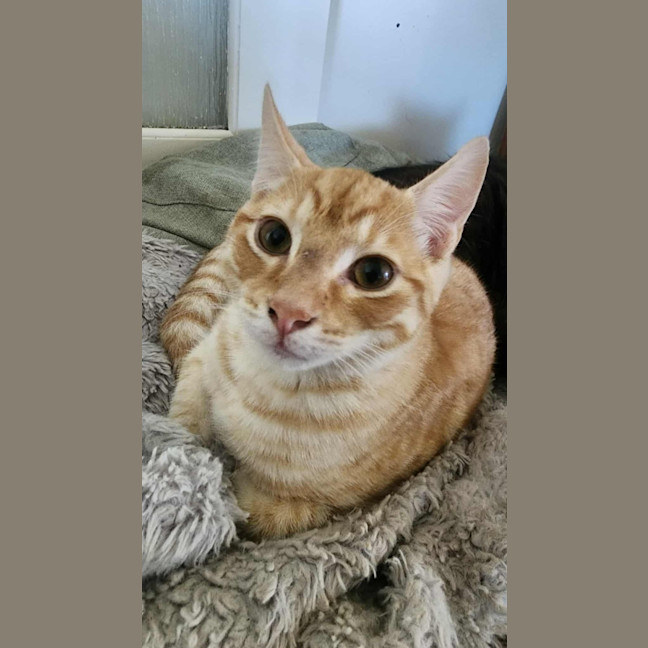 Photo of Henry   In Foster Care In Healesville