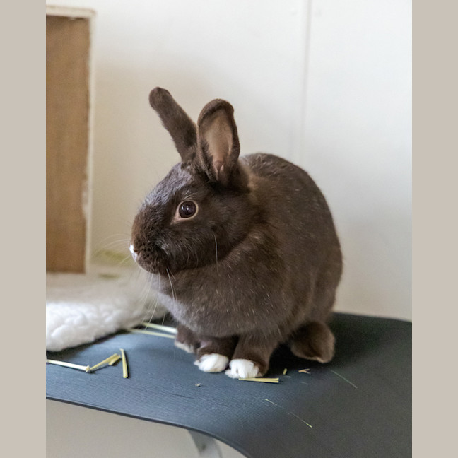 Photo of Cadbury