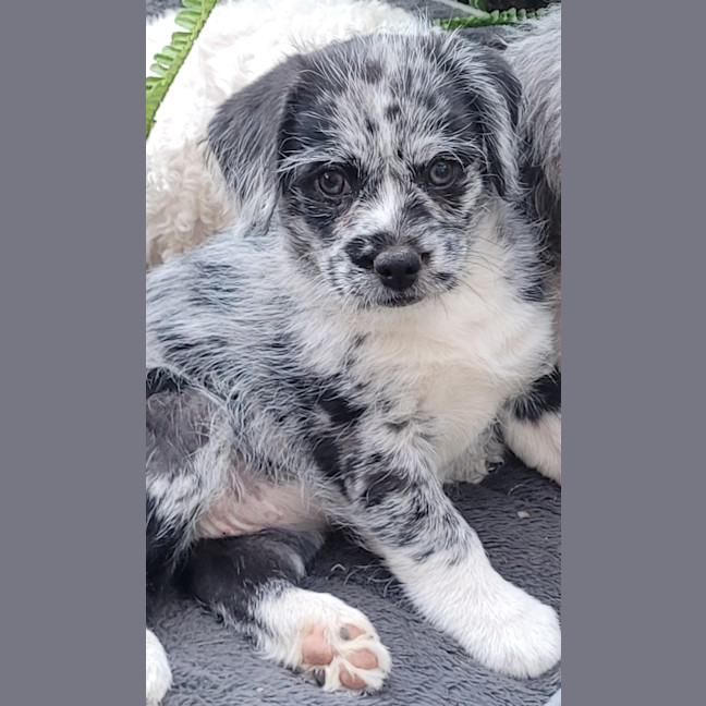 Photo of Willow