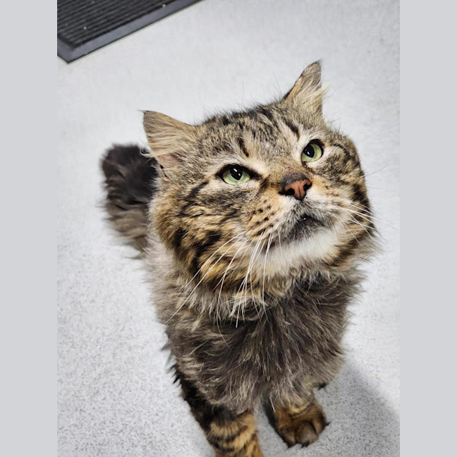 Photo of 🐟 Mahi Mahi 6469 🐟