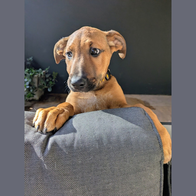 Photo of Daisy