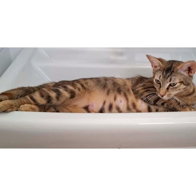 Photo of 12763   Bindi