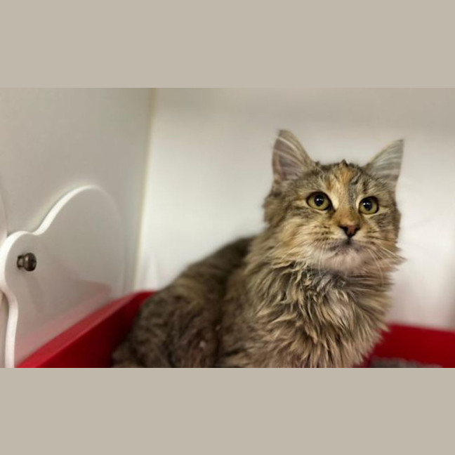 Photo of Kiki