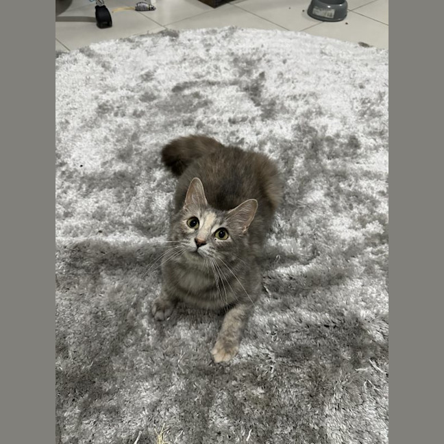 Photo of Snowy