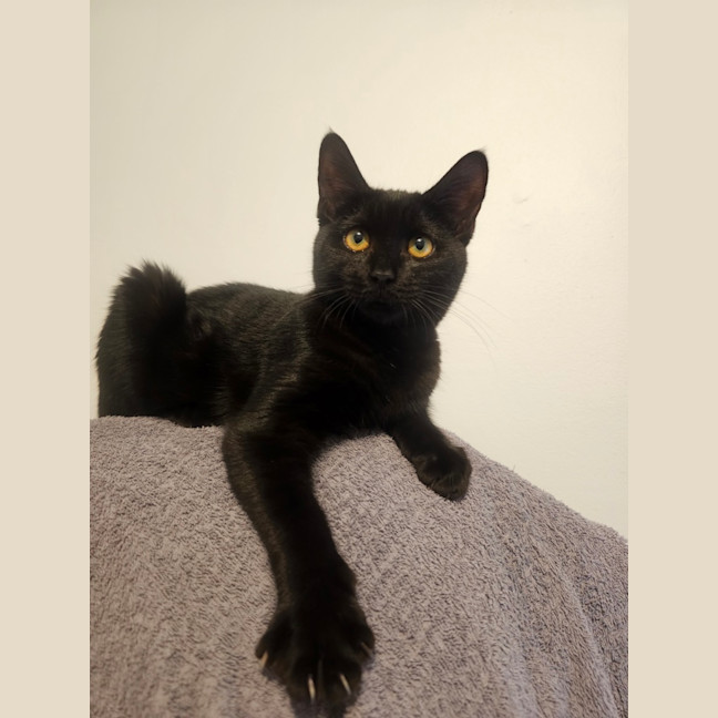 Photo of Misty