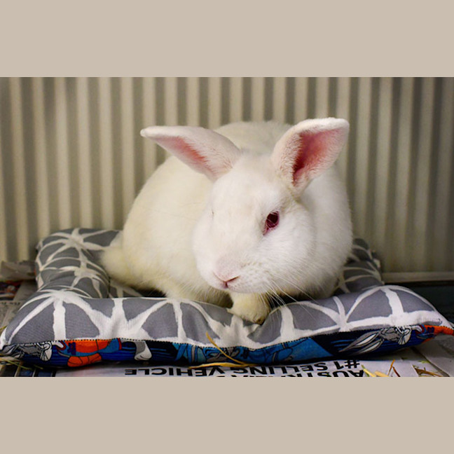 Photo of Attila The Bun