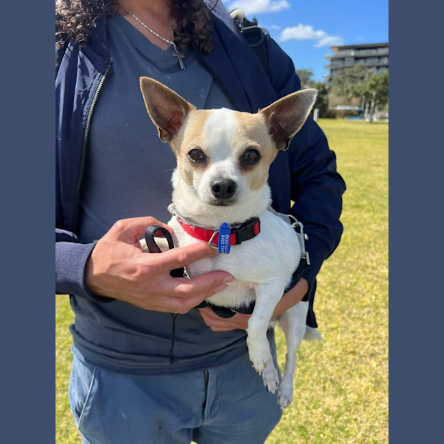 Photo of Taco   5 Year Old Chihuahua