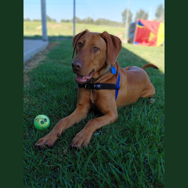 Photo of Olive