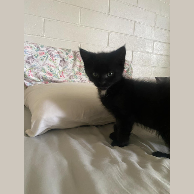 Photo of Kronk   Located In Ashwood