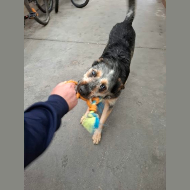 Photo of Buddy