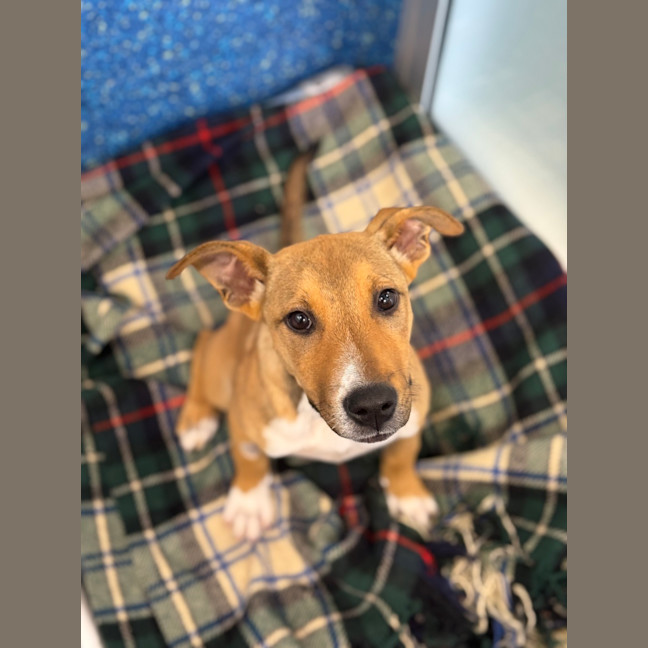 Photo of Spaghetti