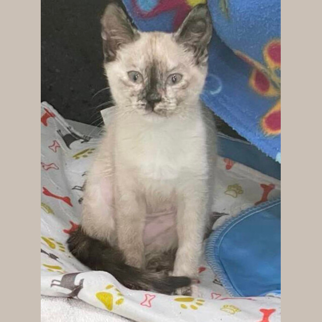 Photo of Athena
