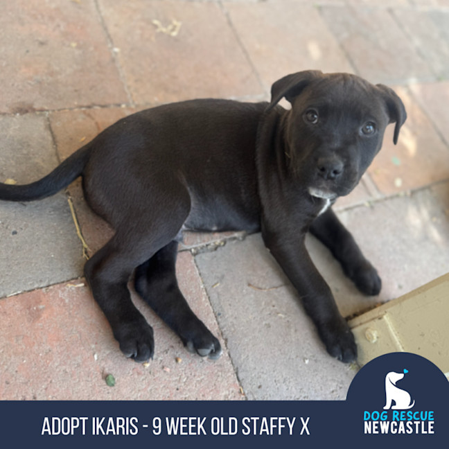 Photo of Ikaris   9 Week Old Staffy X
