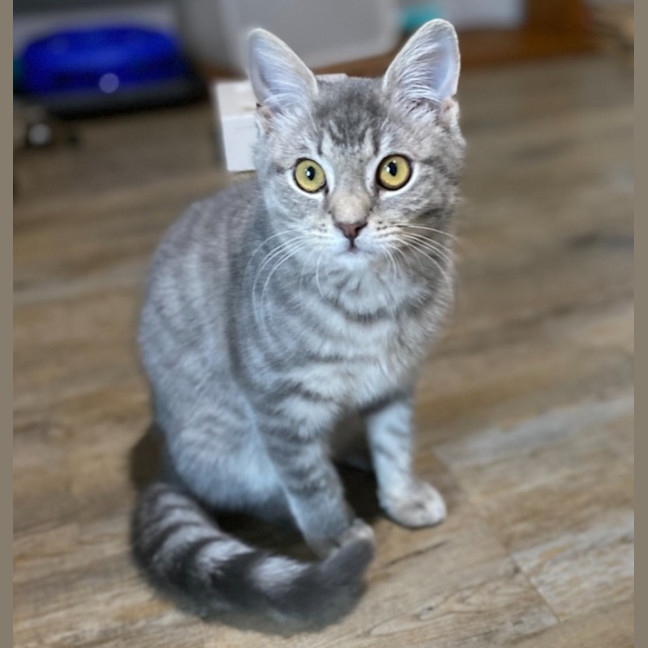 Photo of Dango