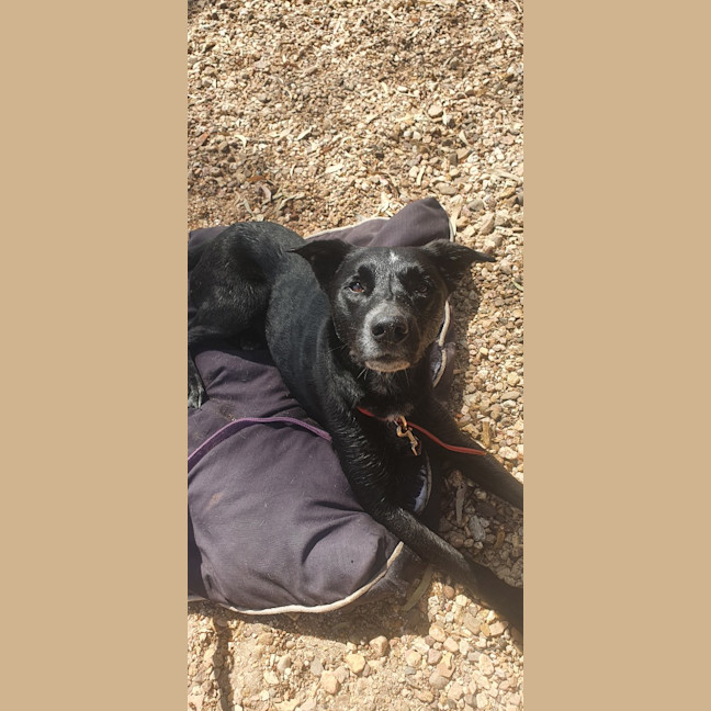 Photo of Dobby