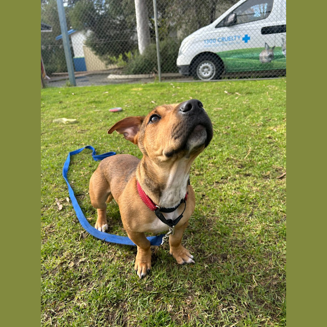 Photo of Scrappy Doo