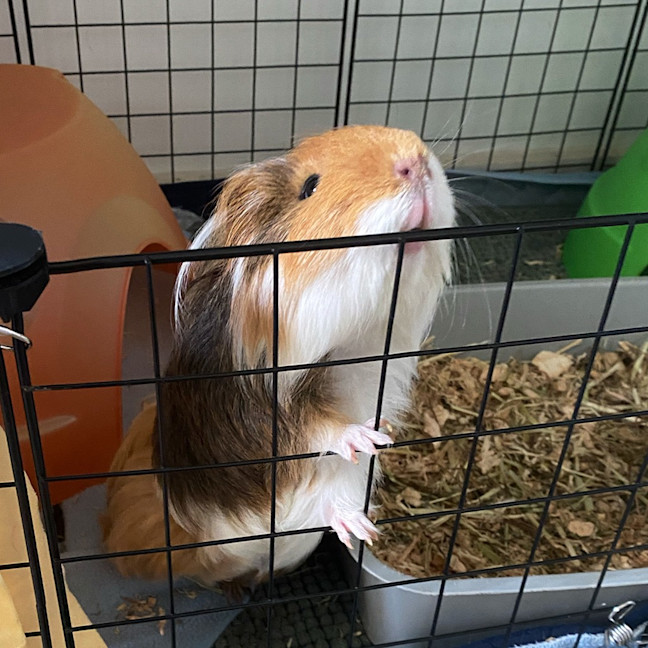 Photo of Popcorn / Cheddar