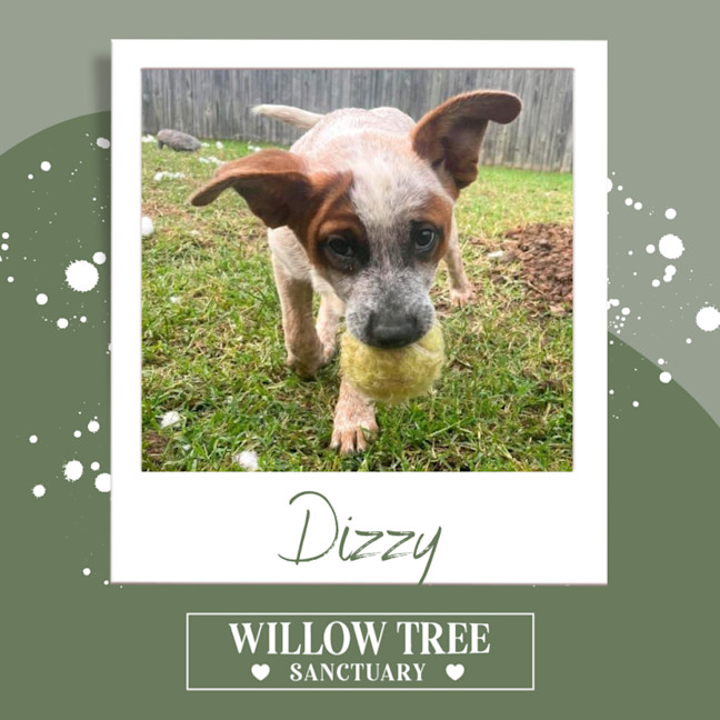 Photo of Dizzy