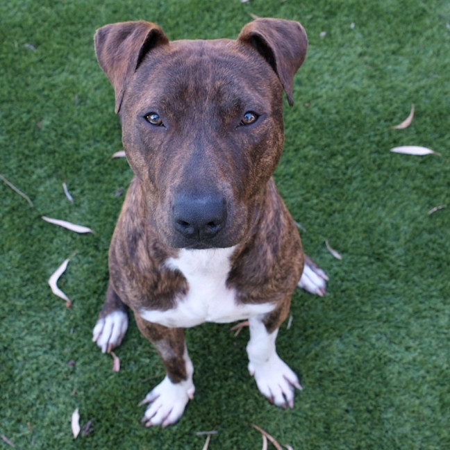 Photo of Duke 