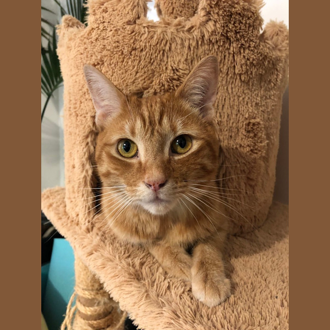 Photo of Simba