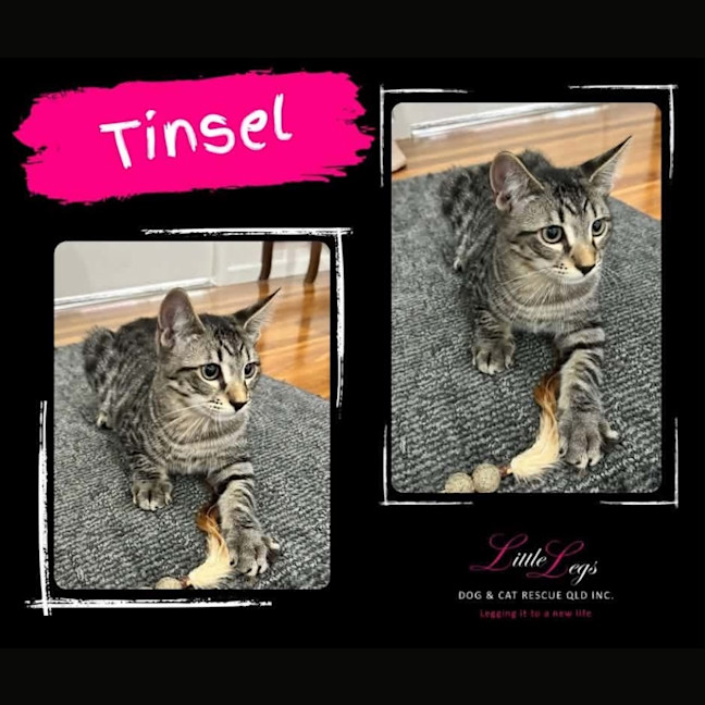 Photo of Tinsel