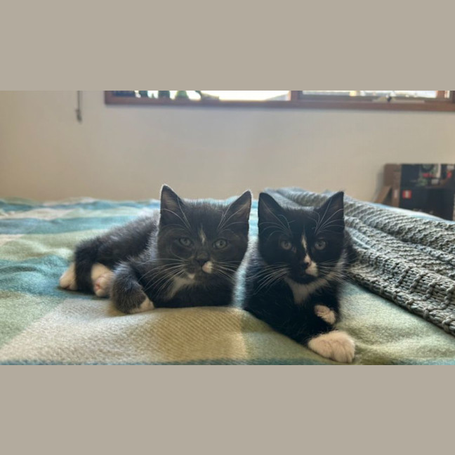 Photo of Eclipse And Mercury