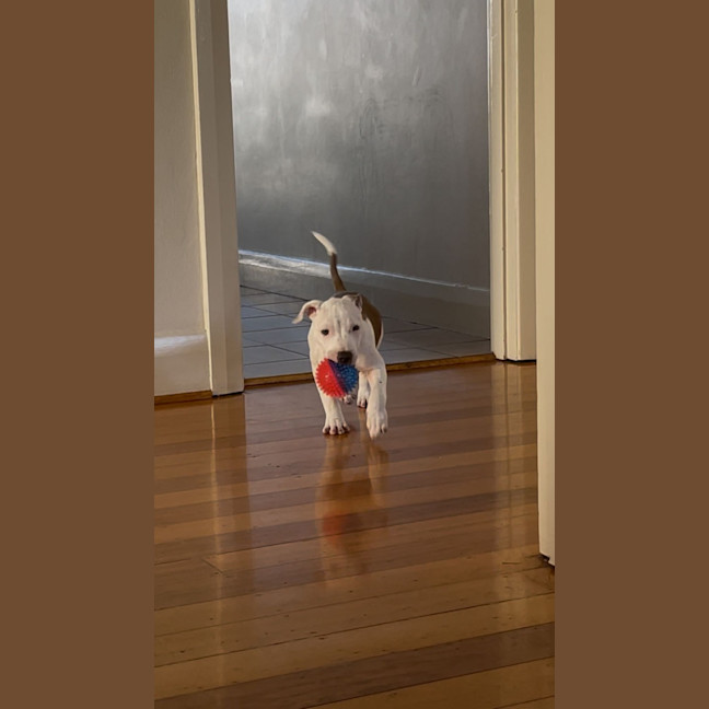 Photo of Milo