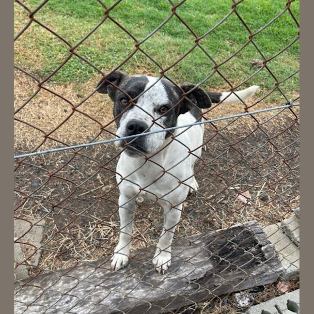 Photo of Owen *$250 Adoption Fee*