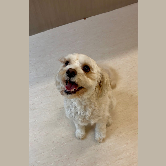 Photo of Cookie